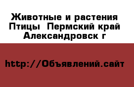 Животные и растения Птицы. Пермский край,Александровск г.